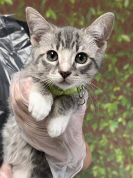 Domestic Short Hair Cats Available for Adoption in San Antonio, Texas - Linda | PetCurious