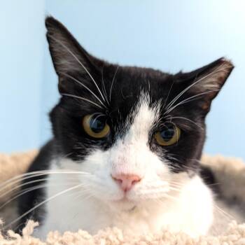Gracie -  Domestic Short Hair Cat Available for Adoption in Smithfield, North Carolina - Gracie | PetCurious