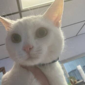Po -  Domestic Short Hair Cat for Adoption in Corbin, Kentucky - Po | PetCurious
