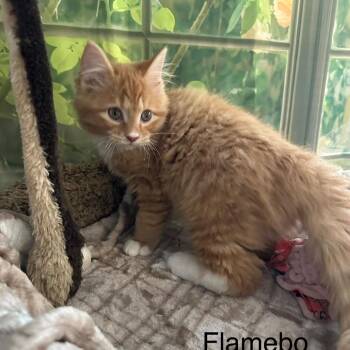 Domestic Medium Hair Cats Available for Adoption - Flamebo | PetCurious