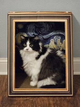 Cheyenne -  Domestic Medium Hair Cat for Adoption in Saint Paul, Minnesota - Cheyenne | PetCurious