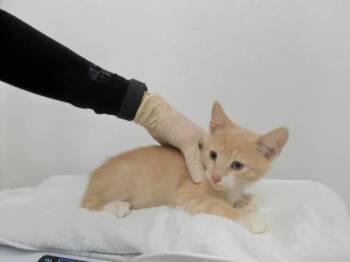 Rescue Domestic Short Hair Cats for Adoption in Hayward, California - SKY | PetCurious