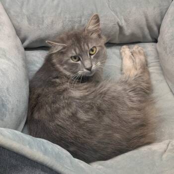 Rufus -  Domestic Medium Hair Cat for Adoption in Suffolk, Virginia - Rufus | PetCurious