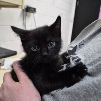 Domestic Short Hair Cats Available for Adoption in Ardmore, Oklahoma - Dumpling | PetCurious