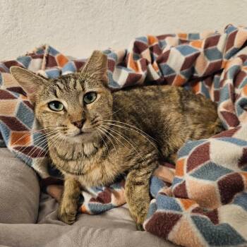 Domestic Short Hair Cats Available for Adoption in Lake Panasoffkee, Florida - Jezabell | PetCurious