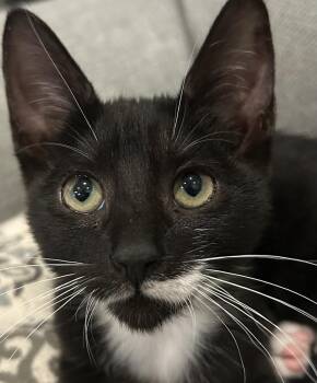 Tallula -  Tuxedo and Domestic Short Hair Cat for Adoption in North Highlands, California - Tallula | PetCurious