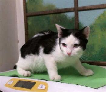 A2098316 -  Domestic Short Hair Cat for Adoption in Houston, Texas - A2098316 | PetCurious