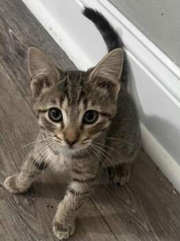 Rescue Domestic Short Hair Cats for Adoption in Indianapolis, Indiana - Piston | PetCurious