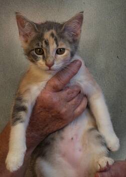 Grace -  Domestic Short Hair and American Shorthair Cat for Adoption in Holly Springs, Mississippi - Grace | PetCurious