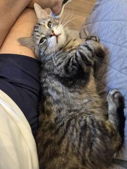Domestic Medium Hair and Tabby Cats Available for Adoption in Chandler, Arizona - Skater Boi | PetCurious