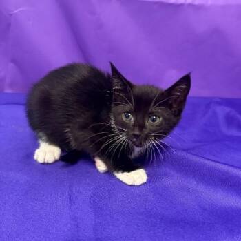 Pheobe -  Domestic Short Hair Cat for Adoption in North Myrtle Beach, South Carolina - Pheobe | PetCurious