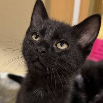 Domestic Short Hair Cats Available for Adoption in Tomah, Wisconsin - Finley | PetCurious
