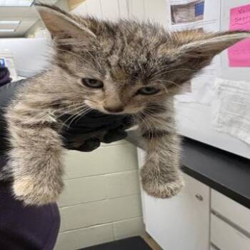 Flip Flop C11658 -  Domestic Short Hair Cat for Adoption - Flip Flop C11658 | PetCurious