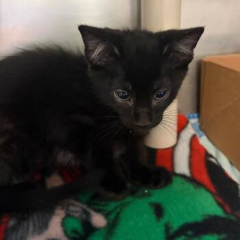 Ruthie -  Domestic Short Hair Cat for Adoption in Milan, Illinois - Ruthie | PetCurious