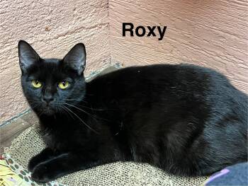 Roxy -  Domestic Short Hair Cat for Adoption in Muncie, Indiana - Roxy | PetCurious