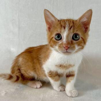 Domestic Short Hair Cats Available for Adoption in Johnson City, Tennessee - Obadiah | PetCurious