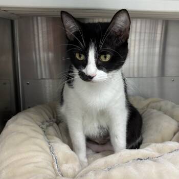 Rescue Domestic Short Hair Cats for Adoption in Corpus Christi, Texas - Prudence | PetCurious