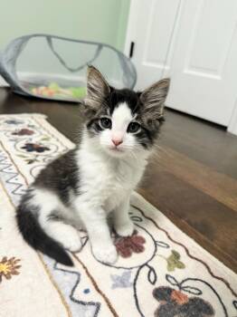 Gooseberry & Mojo Berry -  Domestic Long Hair Cat for Adoption in Medfield, Massachusetts - Gooseberry & Mojo Berry | PetCurious