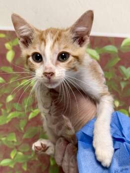 Nick -  Domestic Short Hair Cat for Adoption in San Antonio, Texas - Nick | PetCurious