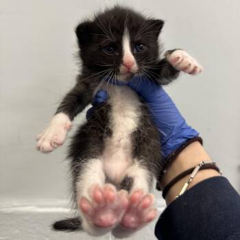 Domestic Short Hair Cats Available for Adoption in Philadelphia, Pennsylvania - Phantom | PetCurious