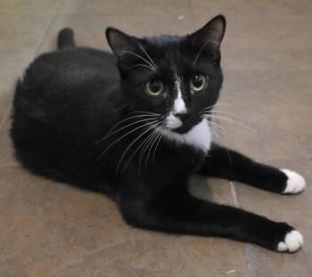 Domestic Short Hair and Tuxedo Cats Available for Adoption in Glendale, Arizona - Nutmeg | PetCurious