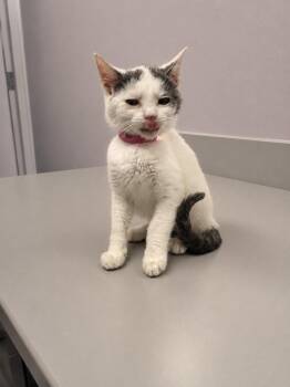 Honey -  Domestic Short Hair Cat for Adoption in Athens, Tennessee - Honey | PetCurious