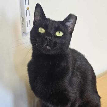 Moonflower -  Domestic Short Hair Cat for Adoption in Nashville, Tennessee - Moonflower | PetCurious
