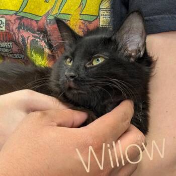 Willow -  Domestic Medium Hair Cat for Adoption in Monrovia, California - Willow | PetCurious