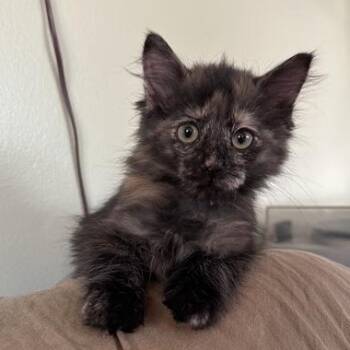 Portobello Haseman -  Domestic Long Hair and Tortoiseshell Cat for Adoption in Morrison, Colorado - Portobello Haseman | PetCurious