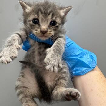 Chicken Spaghetti -  Domestic Short Hair Cat for Adoption in Columbiana, Alabama - Chicken Spaghetti | PetCurious