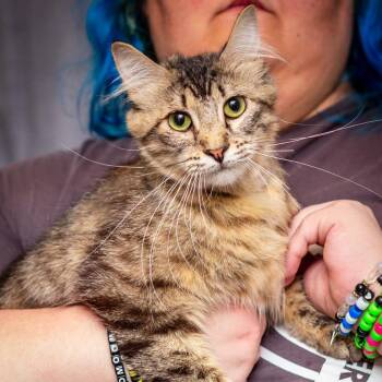 Lioness -  Domestic Long Hair and Domestic Short Hair Cat for Adoption in Hattiesburg, Mississippi - Lioness | PetCurious
