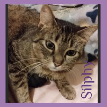 Rescue Tabby Cats for Adoption in Lawton, Oklahoma - SILPHY | PetCurious