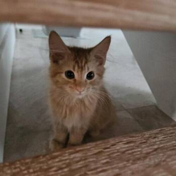 Warrick -  Domestic Long Hair Cat for Adoption in Tampa, Florida - Warrick | PetCurious