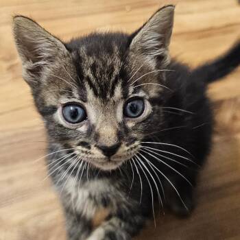 Chipotle Mayo -  Domestic Short Hair Cat for Adoption in Pompano Beach, Florida - Chipotle Mayo | PetCurious