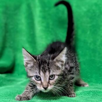 Adam -  Domestic Medium Hair Cat for Adoption in Brighton, Missouri - Adam | PetCurious
