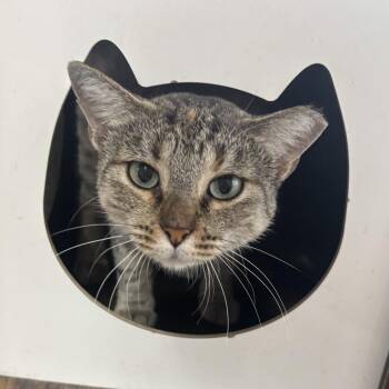 Shakira -  Domestic Short Hair Cat for Adoption in Laredo, Texas - Shakira | PetCurious