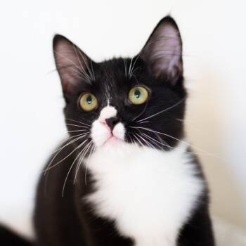 Rescue Domestic Medium Hair Cats for Adoption in Cumming, Georgia - Ellie | PetCurious