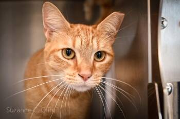 Ginny -  Domestic Short Hair Cat Available for Adoption in Elmwood, Louisiana - Ginny | PetCurious