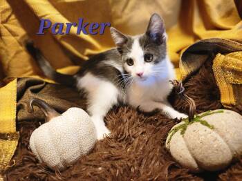 Rescue Domestic Short Hair Cats for Adoption in Carson City, Nevada - Parker | PetCurious