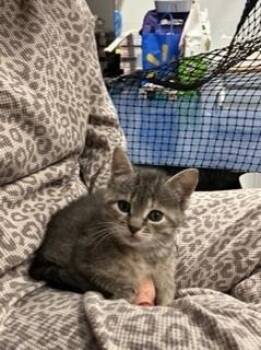 Peanuts Z. -  Domestic Short Hair Cat for Adoption in Oradell, New Jersey - Peanuts Z. | PetCurious
