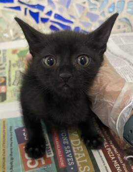 RAVIOLI -  Domestic Short Hair Cat for Adoption in Pensacola, Florida - RAVIOLI | PetCurious