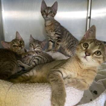 Copper -  Domestic Short Hair Cat for Adoption in Dayton, Ohio - Copper | PetCurious