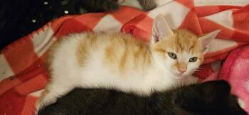 CREAMSICLE -  Domestic Short Hair Cat Available for Adoption in Charlotte, North Carolina - CREAMSICLE | PetCurious