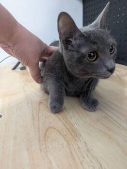 Domestic Short Hair Cats Available for Adoption in Dayton, Minnesota - Olive | PetCurious