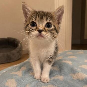 Wrenlee -  Domestic Short Hair Cat for Adoption in Madison, Wisconsin - Wrenlee | PetCurious