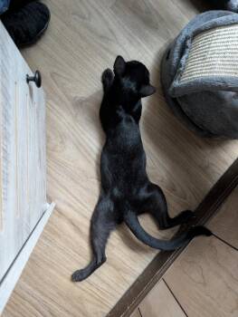 Maple 3.20.25 -  Domestic Short Hair Cat for Adoption in Apopka, Florida - Maple 3.20.25 | PetCurious