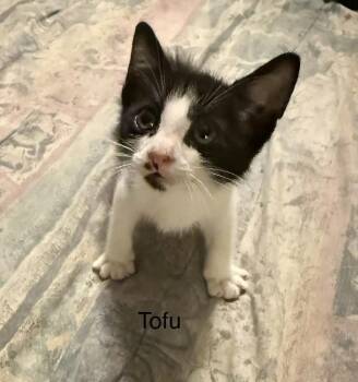 Tofu -  Domestic Short Hair Cat for Adoption in Safety Harbor, Florida - Tofu | PetCurious