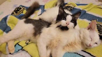 Rescue Domestic Long Hair Cats for Adoption in Melbourne, Florida - Princess & Fuzz | PetCurious