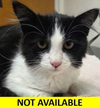 Rescue Domestic Medium Hair and Domestic Short Hair Cats for Adoption in Eugene, Oregon - Pascal | PetCurious