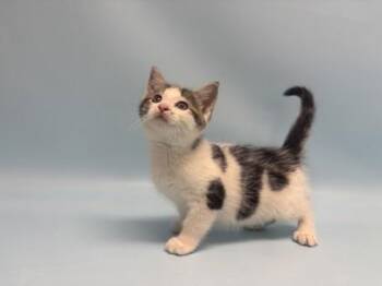 Prince Phillip -  Domestic Short Hair Cat for Adoption in Golden Valley, Minnesota - Prince Phillip | PetCurious